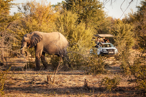 Victoria Watervallen: Game drive