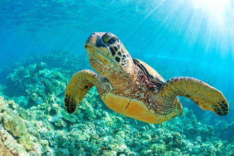 Akumal Reef & Turtle Swim Single Tour
