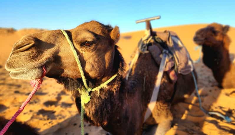 De Fès à Marrakech : une excursion magique de 3 jours, avec 2 nuits dans le Sahara - bivouac