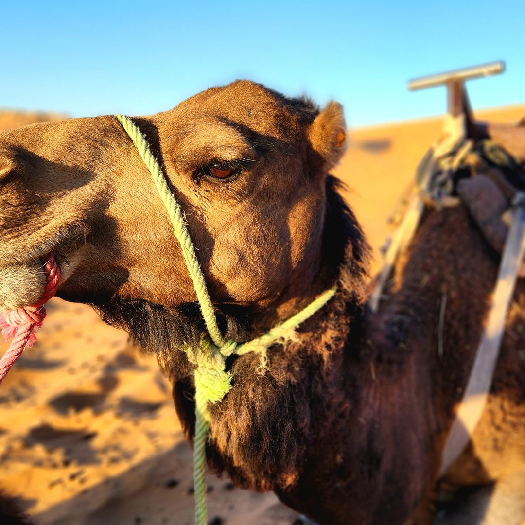 De Fès à Marrakech : une excursion magique de 3 jours, avec 2 nuits dans le Sahara