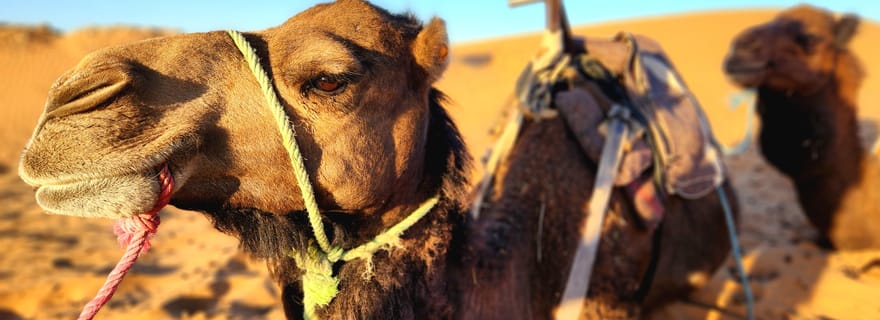 De Fès à Marrakech : une excursion magique de 3 jours, avec 2 nuits dans le Sahara