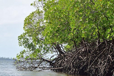 Diani: Passeio de um dia à Ilha Funzi com almoço e passeio de barcoDiani: passeio de um dia à ilha Funzi com almoço e passeio de barco