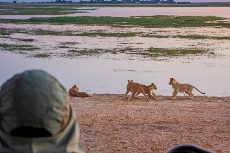 Victoria Falls: 2-Day Chobe National Park Camping Safari
