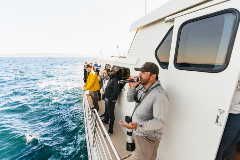 Bahía de Monterey: tour de avistamiento de ballenasDurante todo el año: avistamiento de ballenas por la tarde