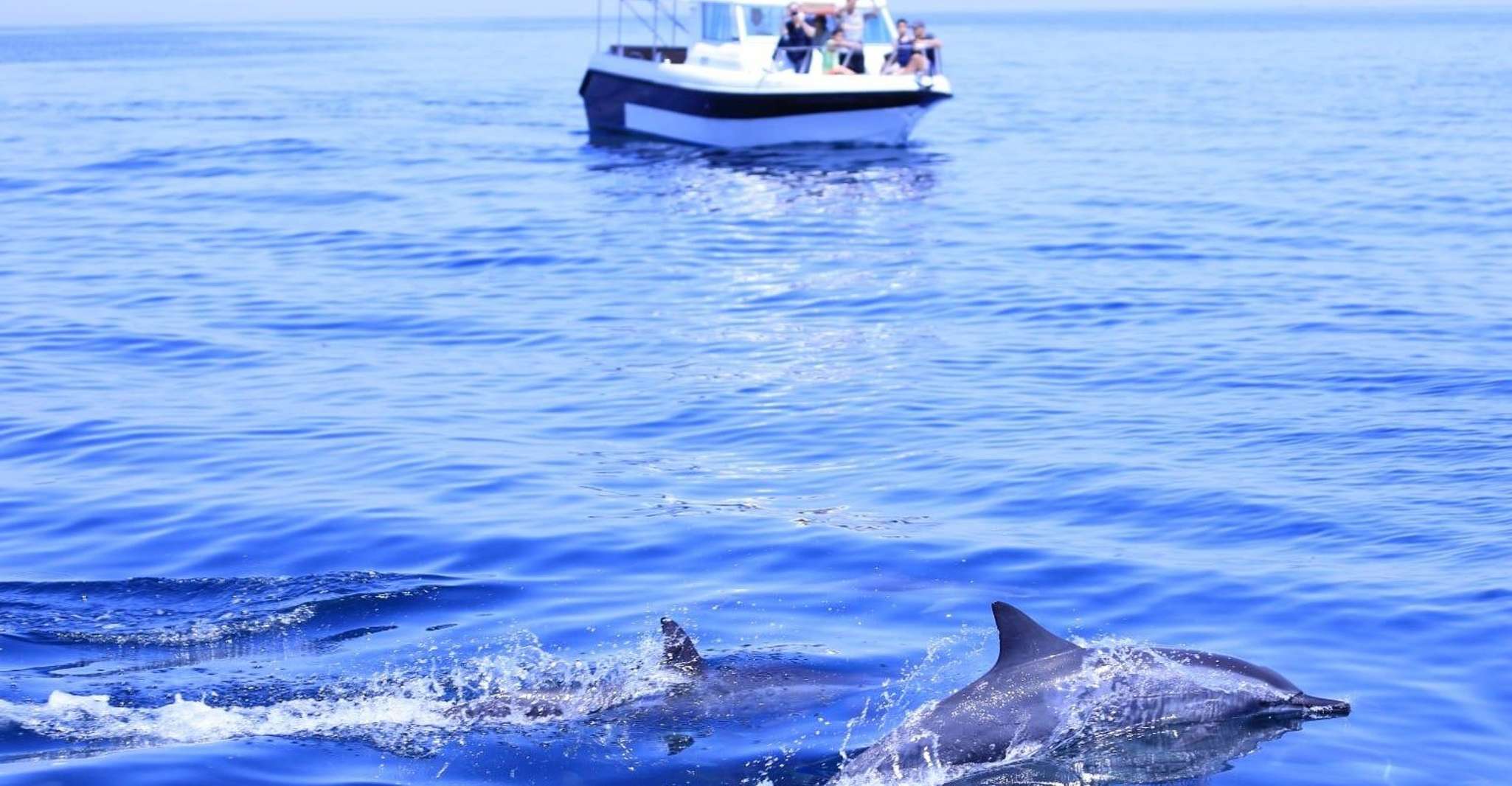 Muscat, Dolphin Watch & Snorkel Excursion - Housity