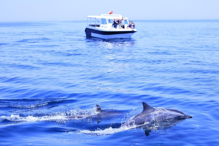 Excursión de avistamiento de delfines y buceo en Mascate (3 horas)SIC