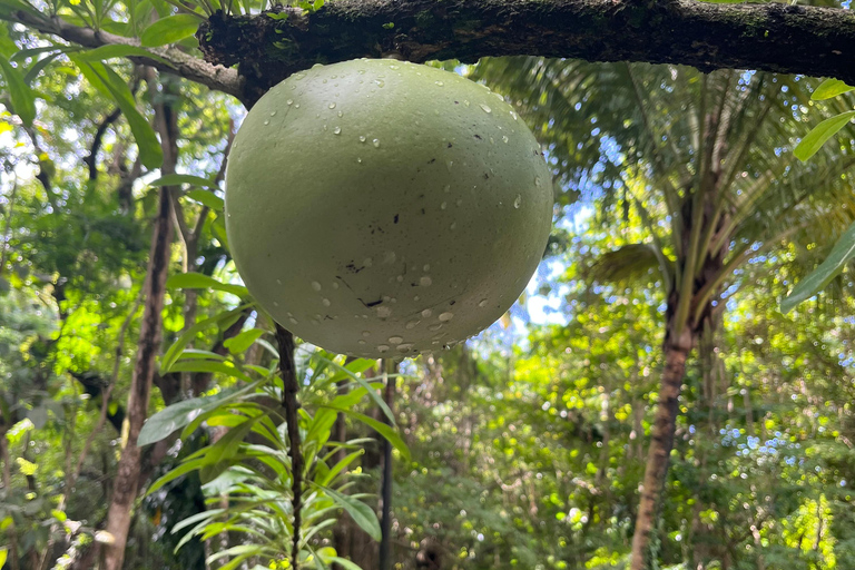 St. Kitts Wingfield Rainforest and Romeny Experience GYG-RF2-Gr | Wingfield Rainforest- Group