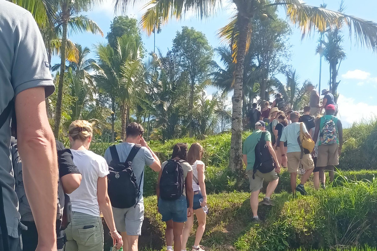 特特巴图：瀑布、香料、梯田、猴子森林特特巴图之旅、香料、瀑布、梯田、猴林