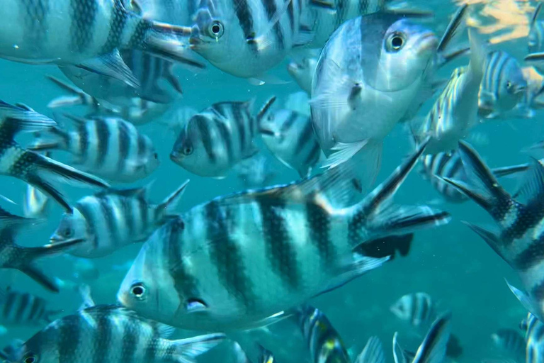 Sansibar: Mnemba-Atoll, Gewürzfarm und Jozani-Wald TourPrivate Tour ohne Abholung und Rücktransfer zum Hotel