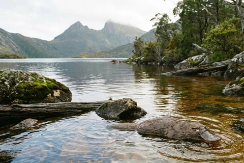 From Hobart: Huon Valley, Platypus and Tahune Walk