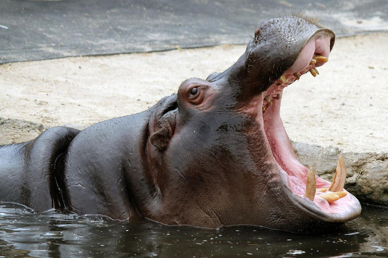 Vanuit Zanzibar: Selous wildreservaat dagsafari met vluchten