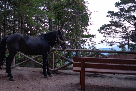 Sorrento: Horseback ride on Mount Faito with lunch Sorrento: Horseback riding excursion to Mount Faito with lunch