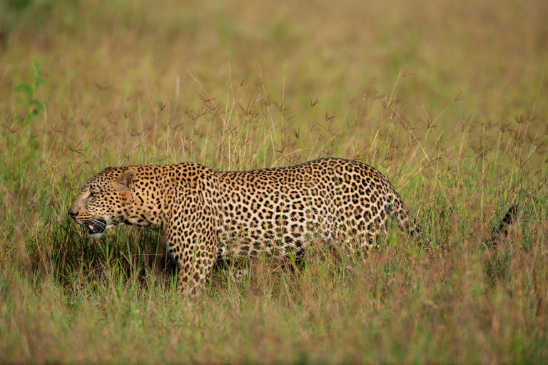 Tanzania: 7-Day Safari with Lodges & Game Drives