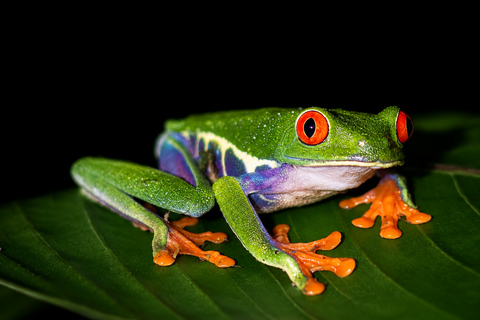 Night Walk La Fortuna: Private Rainforest Guided Wildlife