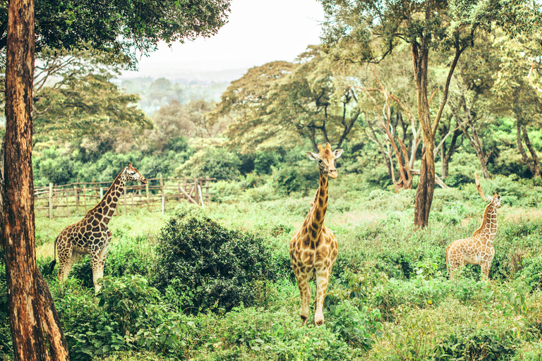 Nairobi tussenstop naar Nairobi Nationaal Park