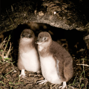 Tasmania: Bicheno Penguin Tour