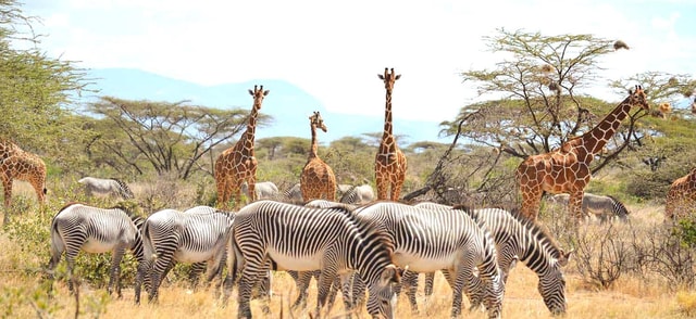 From Nairobi: 5-Day Samburu and Meru National Parks Safari