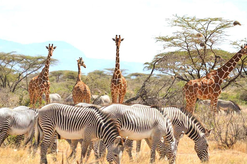 From Nairobi: 5-Day Samburu and Meru National Parks Safari