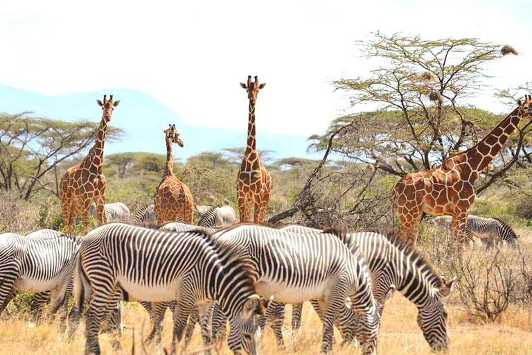 From Nairobi: 5-Day Samburu and Meru National Parks Safari