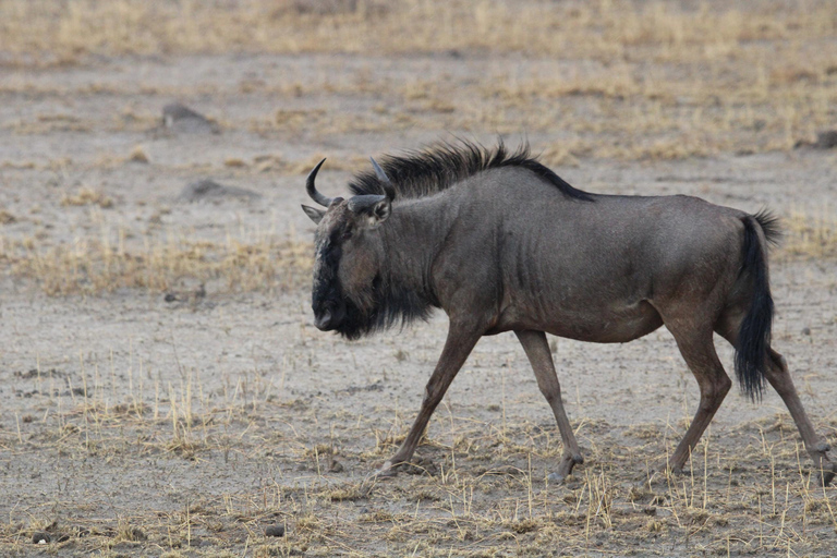 Windhoek: 3-Day Guided Safari in Etosha with Lodge