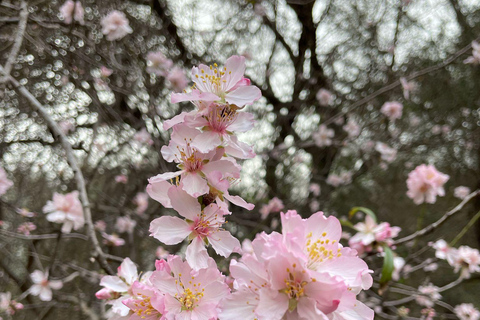 Gran Canaria: excursion to the Barranco de los Cernícalos Gran Canaria: excursion to Barranco de los Cernícalos (Ravine of the Kestrels)