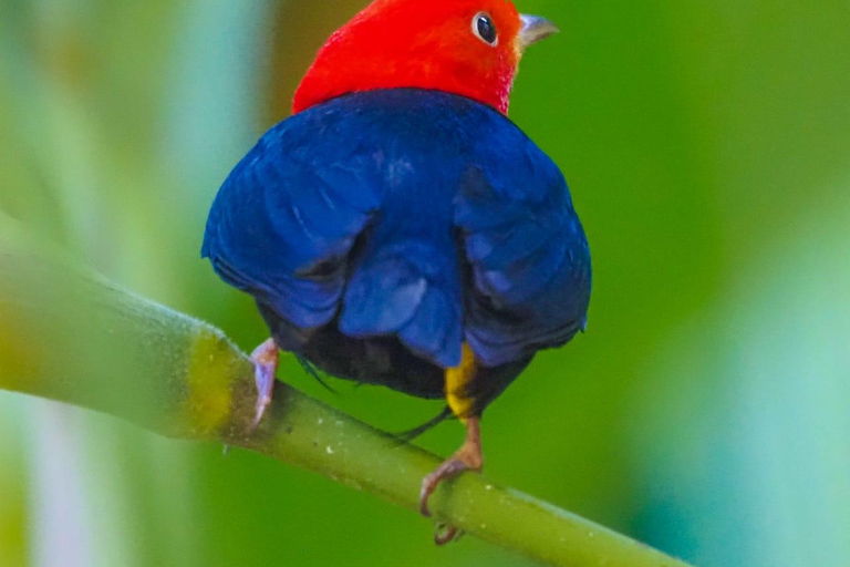 Uvita: Corcovado Rainforest & Wildlife Adventure