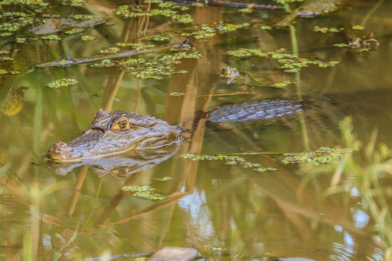 Gatun Lake Wildlife Safari Expedition podczas rejsu wycieczkowegoZamki Miraflores Combo