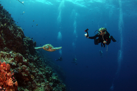 Mirissa: Sea Turtle Conservation Experience with Snorkeling