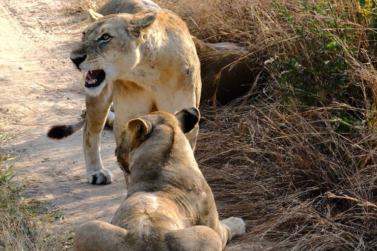 Arusha: 4 giorni di safari nel Serengeti e nel cratere del NgorongoroSafari privato