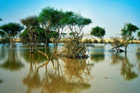 الدوحة: جولة إيكولوجية بصحبة مرشد في غابة المفرق المانغروفالدوحة: جولة إيكولوجية بصحبة مرشدين في غ