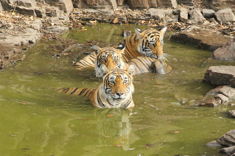 3-Day Ranthambore Tiger Safari Tour from DelhiPrivate Trip without Hotel