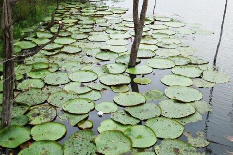 Amazon Safari® Manaus: Day trip on the Amazon River