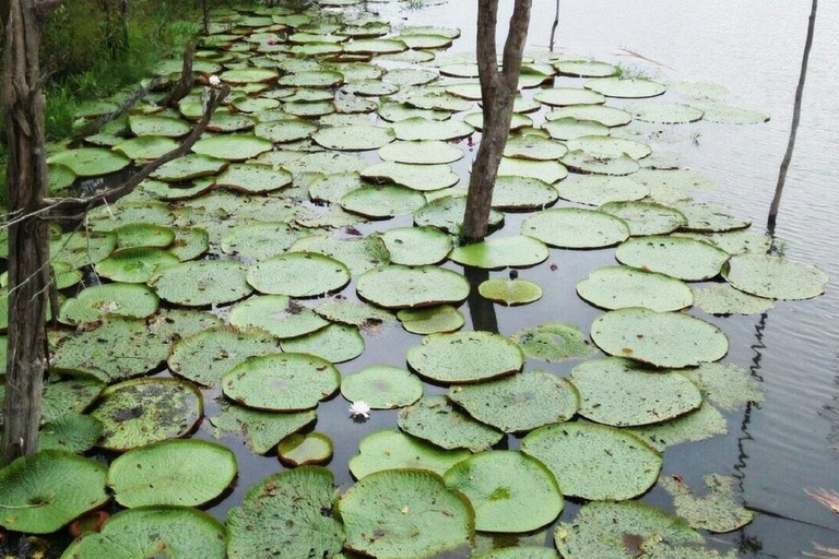 Amazon Safari® Manaus: Day trip on the Amazon River