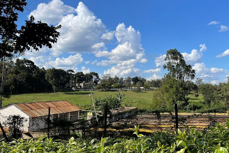Nairobi: Half day Coffee Farm tour with a local guide