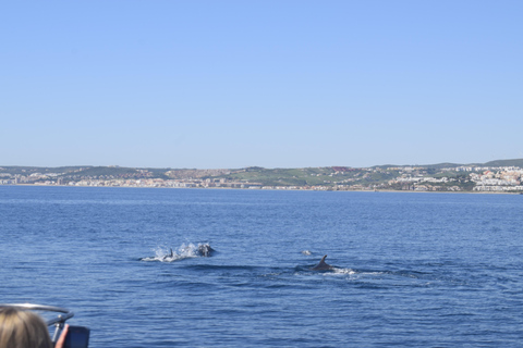 Estepona: Dolphins Searching Sea Cruise with Drink & Snacks Group Cruise