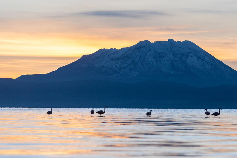 Oferta Precio Excursión Laguna de Salinas y Reserva Nacional 8 horas