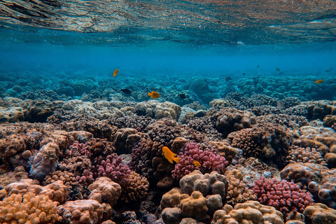 Bali: Private Snorkeling at Manta Point Nusa Penida Round Transfer Bali Island