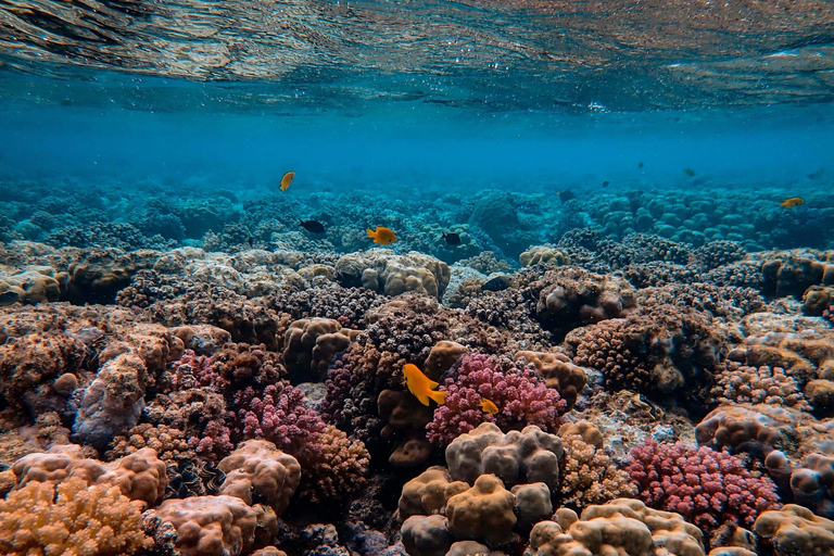 Bali: Private Snorkeling at Manta Point Nusa Penida Round Transfer Bali Island