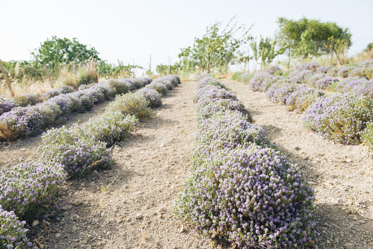 Sensory walk with lunch in the Caltagirone countryside
