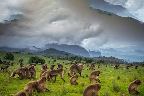 4-tägige Wanderung im Simiengebirge mit Flügen4-tägige Wanderung im Simien-Gebirge mit Flügen