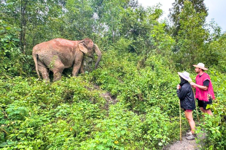 Chiang Mai: Elephant Observation & Wang River Bamboo Rafting