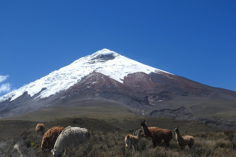 Randonnée et équitation au volcan Cotopaxi pour débutants