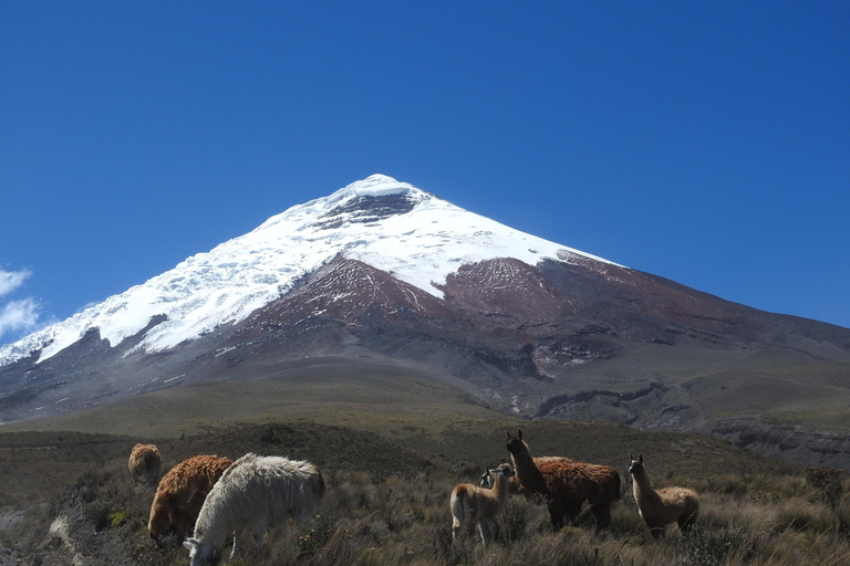 Randonnée et équitation au volcan Cotopaxi pour débutants