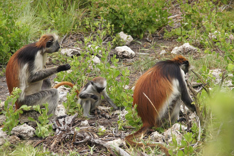 Tesoros de Zanzíbar: Ciudad de Piedra y Expedición a la Selva de Jozani