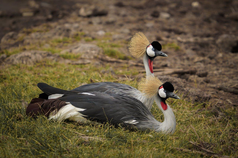 Arusha: Tagestour zum Duluti-See mit geführter Naturwanderung