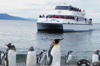 Colónia de pinguins: Excursões a partir de Ushuaia