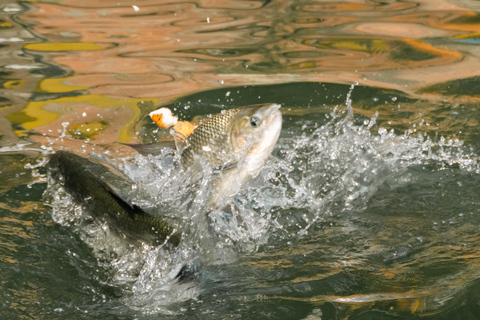 Medellin: Fruit Tour with tastings, nature and animals From Medellín: Fruit tour + Swimming Pools + 1 Bed