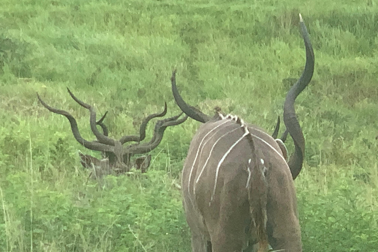 Afternoon Safari from Durban