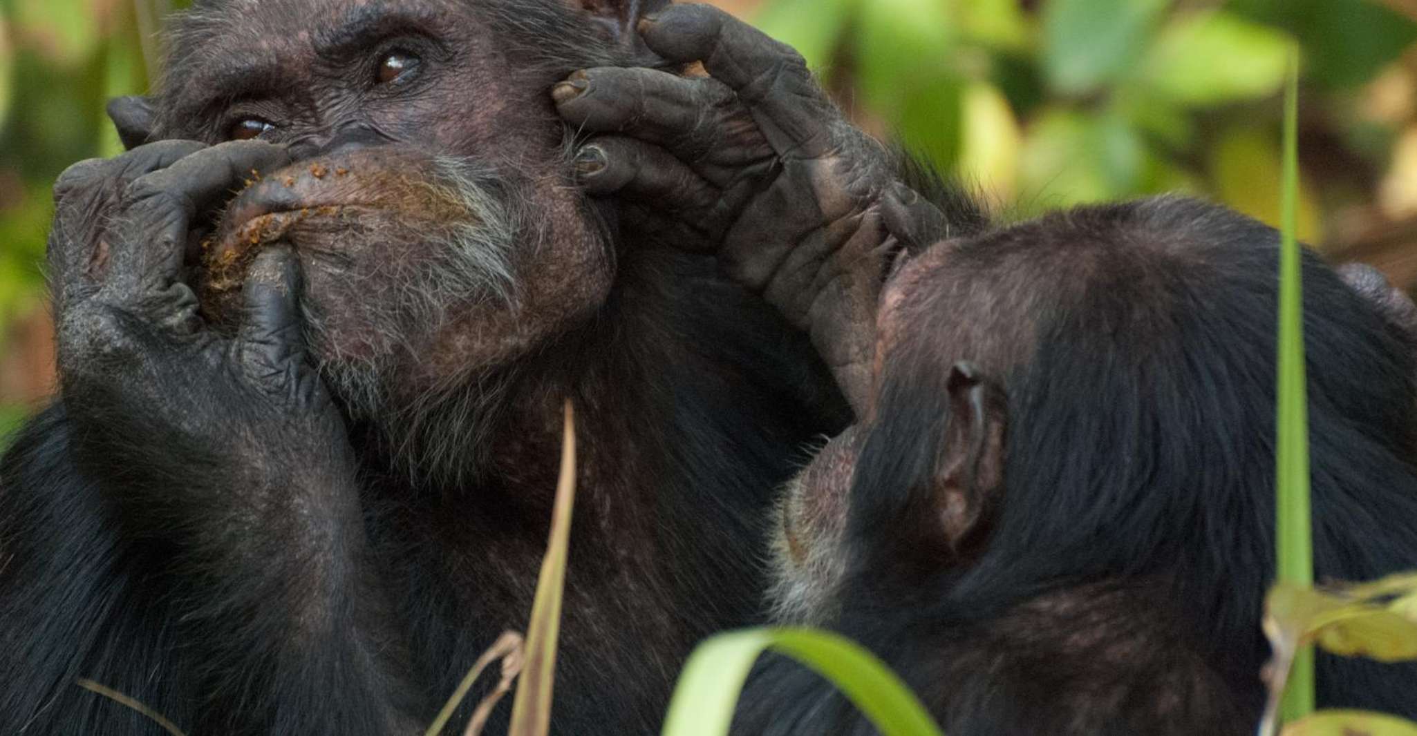 2 Days Safari to Ol Pejeta Conservancy - Housity