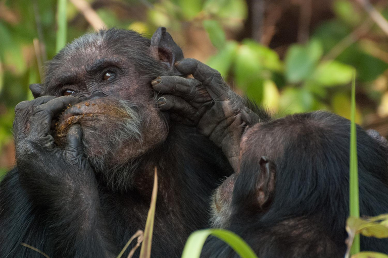 Desde Nairobi: Safari de 20 días por Kenia y Tanzania con Zanzíbar